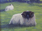 sheep in glen lyon