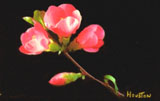 quince blossom