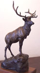 six point bull